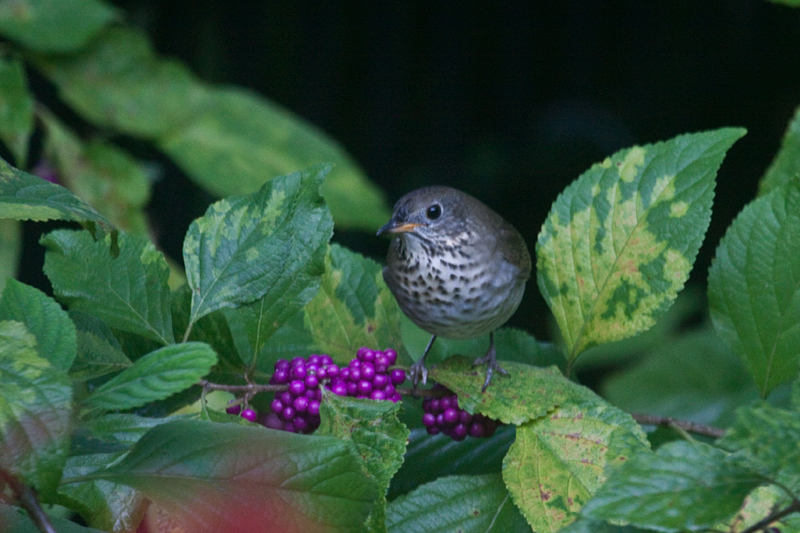 Gray-cheeked Thrush in Beautyberry, Jacksonville, Florida