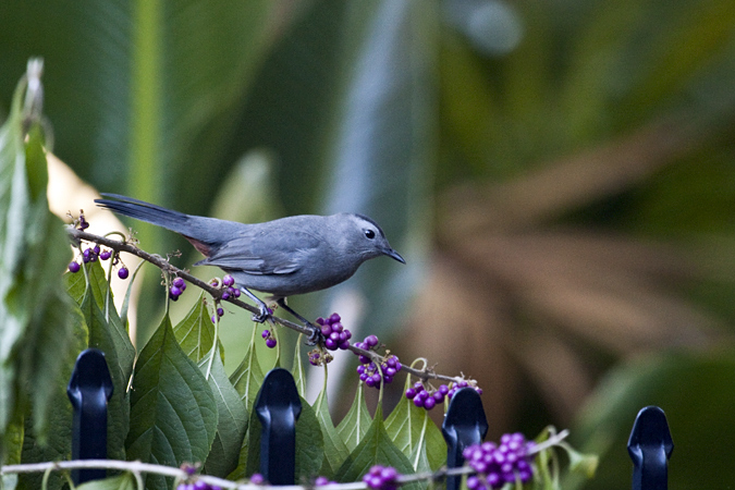 Gray Catbird in Beautyberry, Jacksonville, Florida