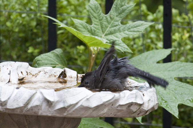 Gray Catbird, Jacksonville, Florida