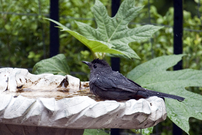 Gray Catbird, Jacksonville, Florida