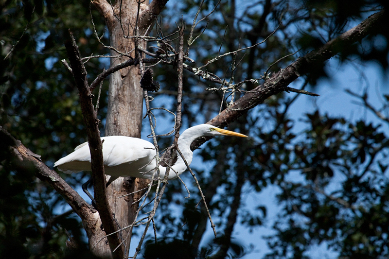 Great Egret at Jacksonville, Florida by Richard L. Becker