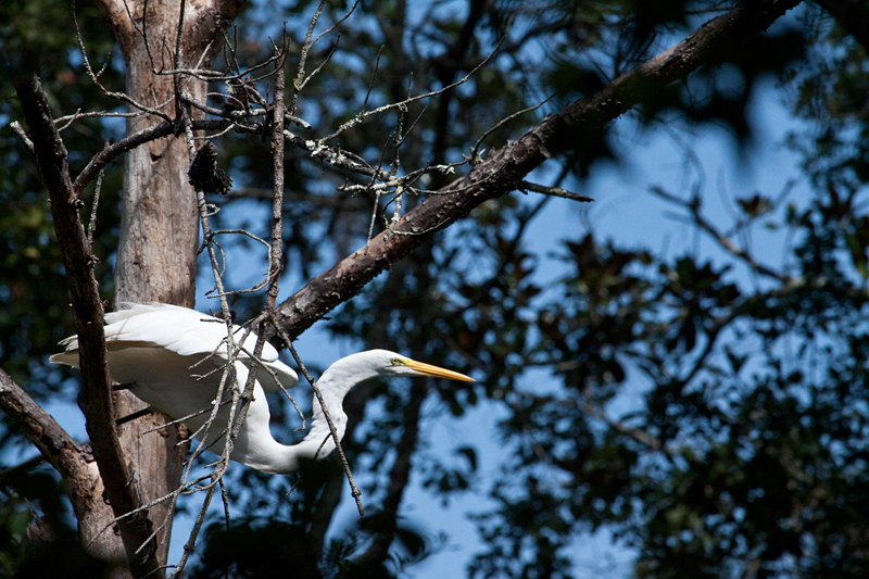 Great Egret at Jacksonville, Florida by Richard L. Becker