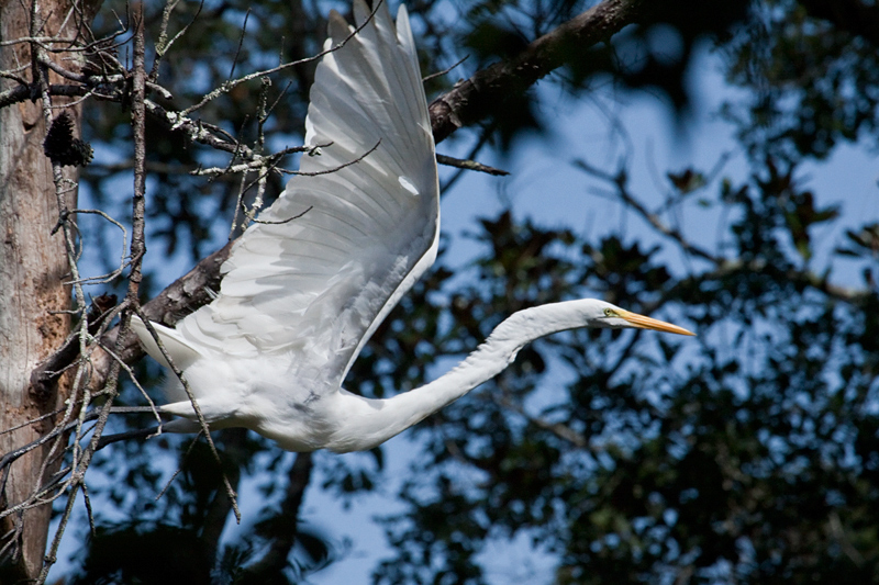 Great Egret at Jacksonville, Florida by Richard L. Becker