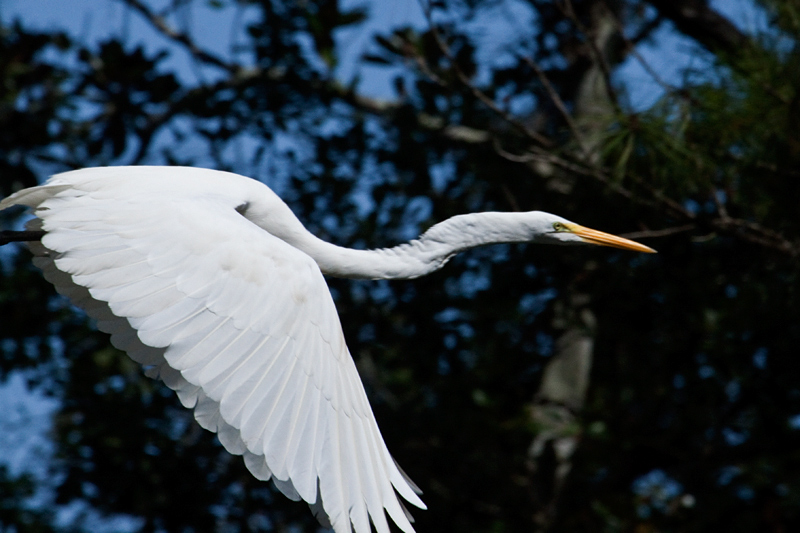 Great Egret at Jacksonville, Florida by Richard L. Becker