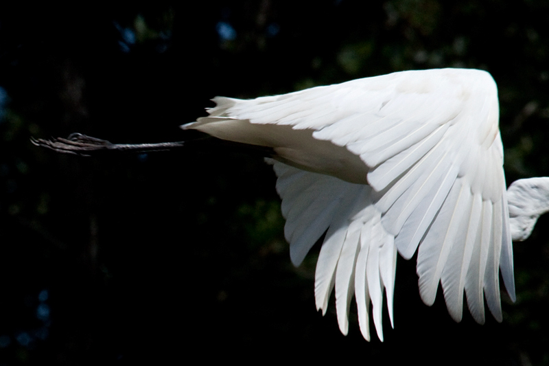 Great Egret at Jacksonville, Florida by Richard L. Becker