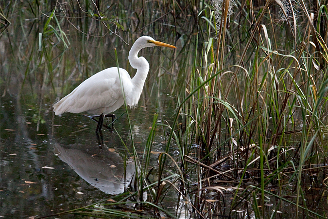 Great Egret at Jacksonville, Florida by Richard L. Becker