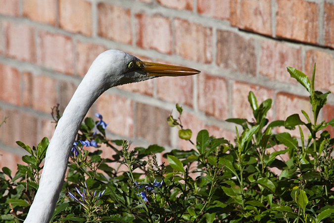 Great Egret at Jacksonville, Florida by Richard L. Becker