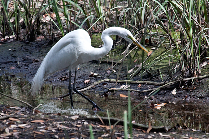 Great Egret at Jacksonville, Florida by Richard L. Becker