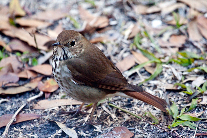 Hermit Thrush at Jacksonville, Florida