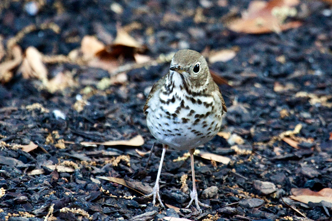 Hermit Thrush, Jacksonville, Florida