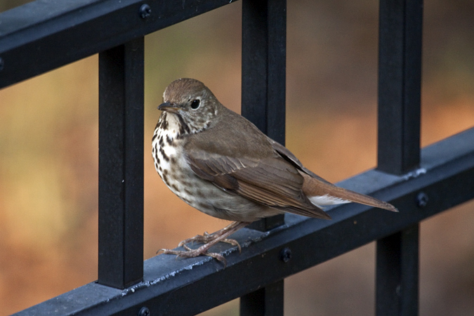 Hermit Thrush, Jacksonville, Florida