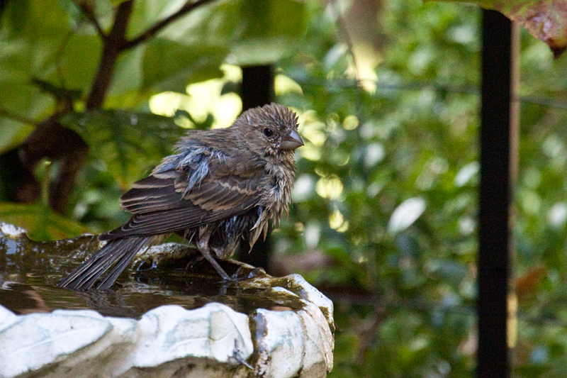 Female House Finch, Jacksonville, Florida