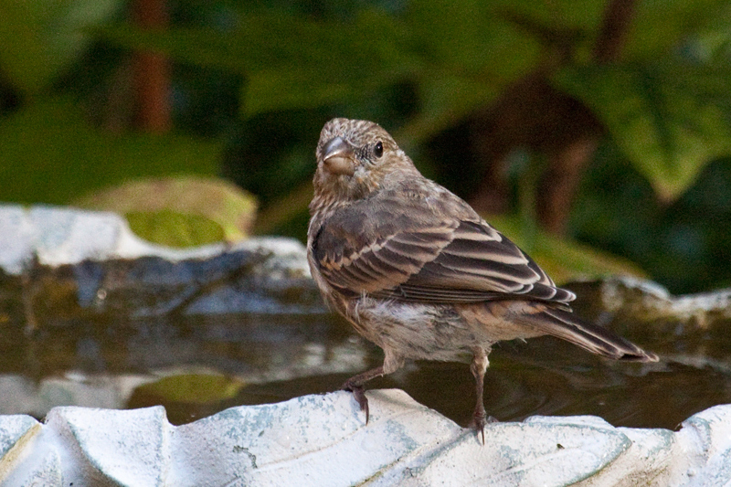 Female House Finch, Jacksonville, Florida