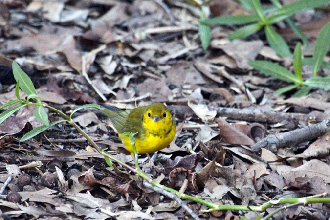 Juvenile Hooded Warbler, Jacksonville, Florida