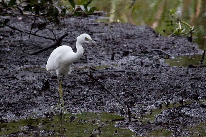 Immature Little Blue Heron, Jacksonville, Florida