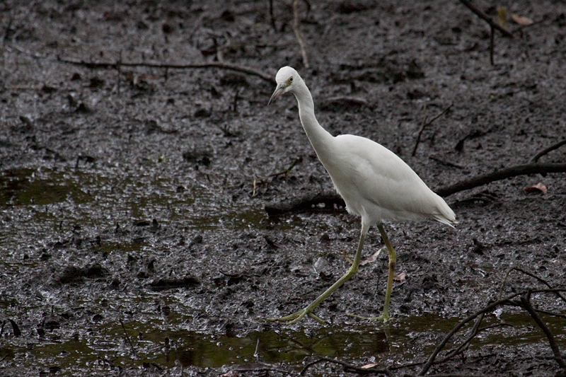 Immature Little Blue Heron, Jacksonville, Florida