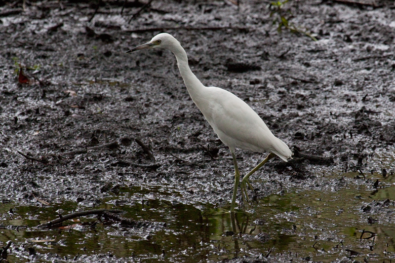 Immature Little Blue Heron, Jacksonville, Florida