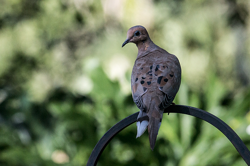 Mourning Dove, Jacksonville, Florida