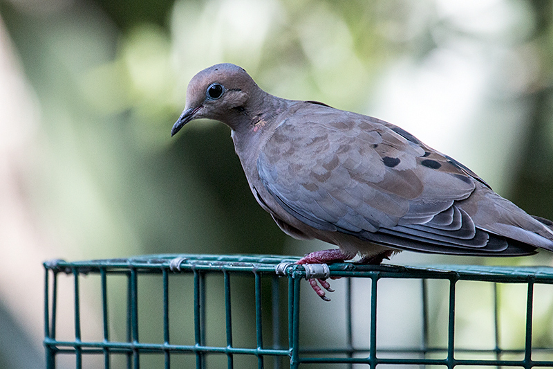 Mourning Dove, Jacksonville, Florida