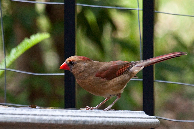 Female Northern Cardinal, Jacksonville, Florida