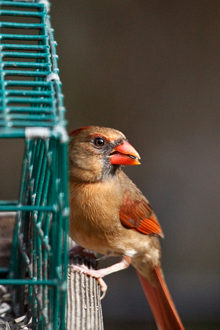 Female Northern Cardinal, Jacksonville, Florida