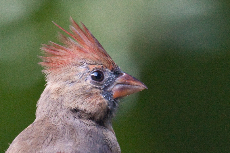 Juvenile Male Cardinal, Jacksonville, Florida