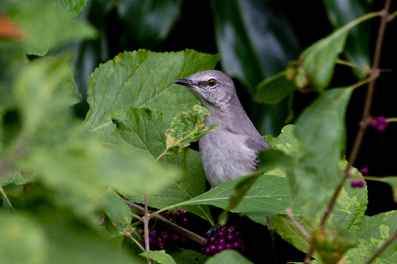 Northern Mockingbird in Beautyberry, Jacksonville, Florida