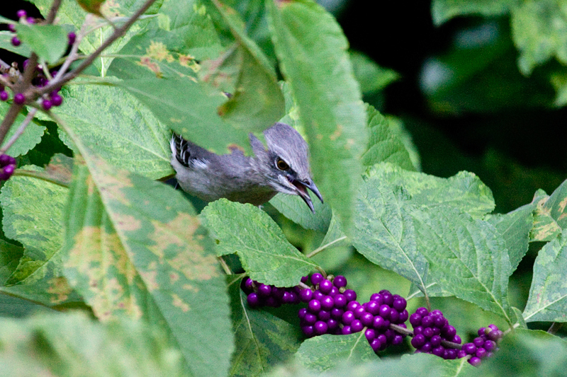 Northern Mockingbird in Beautyberry, Jacksonville, Florida