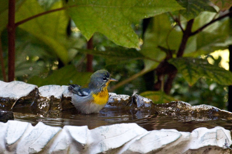 Northern Parula, Jacksonville, Florida