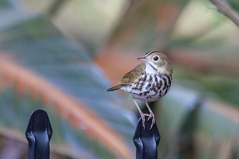 Ovenbird, Jacksonville, Florida