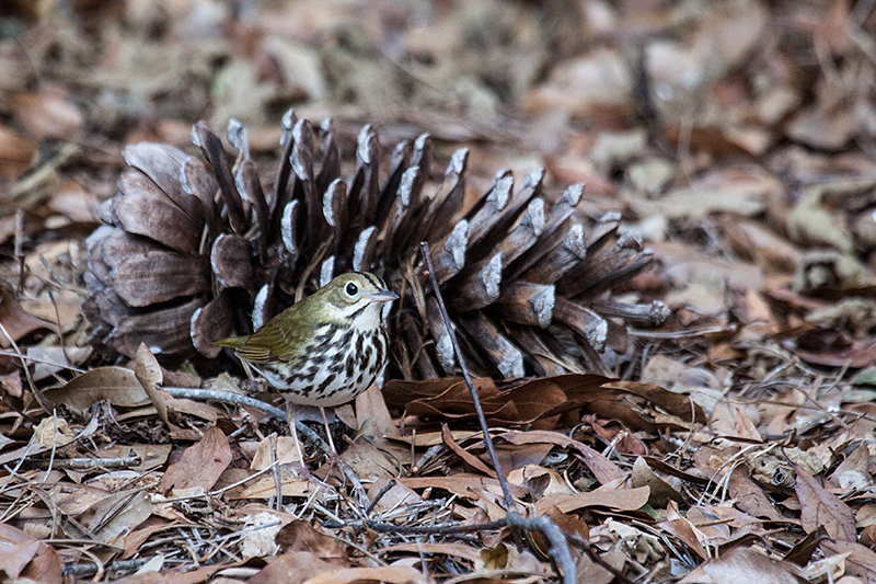 Ovenbird, Jacksonville, Florida