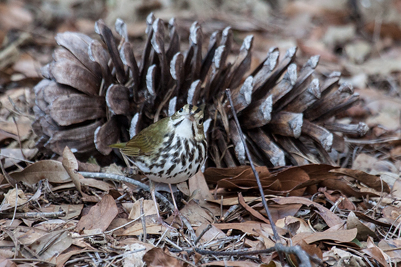 Ovenbird, Jacksonville, Florida