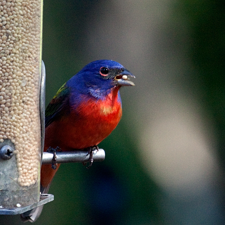 Male Painted Bunting, Jacksonville, Florida