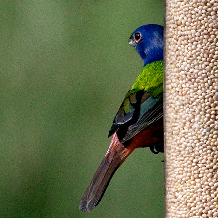 Male Painted Bunting, Jacksonville, Florida