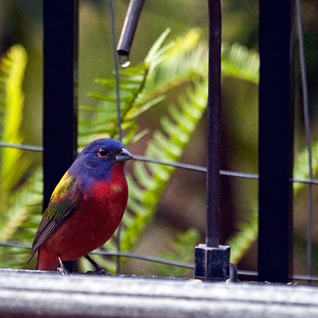 Male Painted Bunting, Jacksonville, Florida