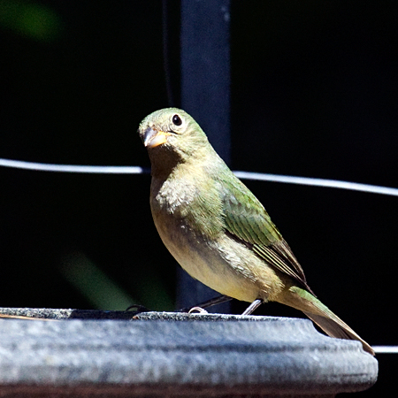 Female Painted Bunting, Jacksonville, Florida