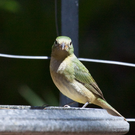 Female Painted Bunting, Jacksonville, Florida