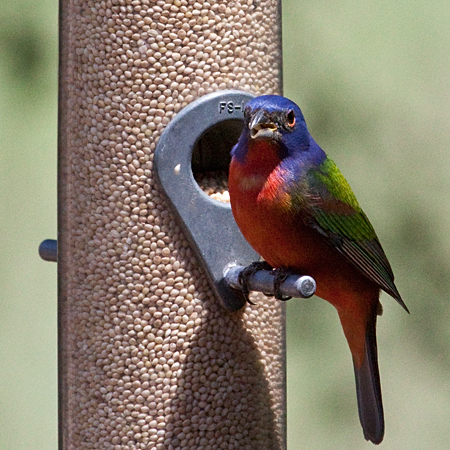 Male Painted Bunting, Jacksonville, Florida