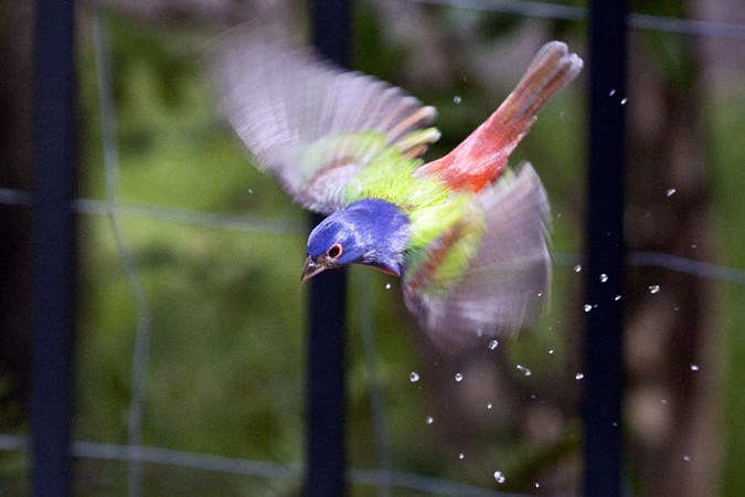 Male Painted Bunting, Jacksonville, Florida