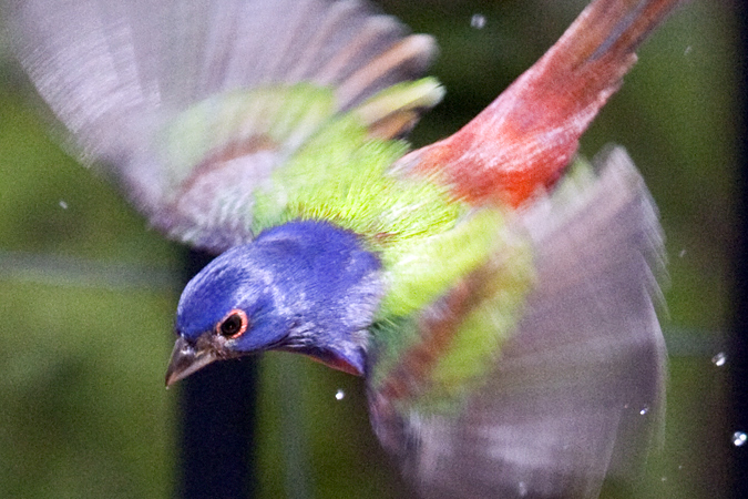 Male Painted Bunting, Jacksonville, Florida