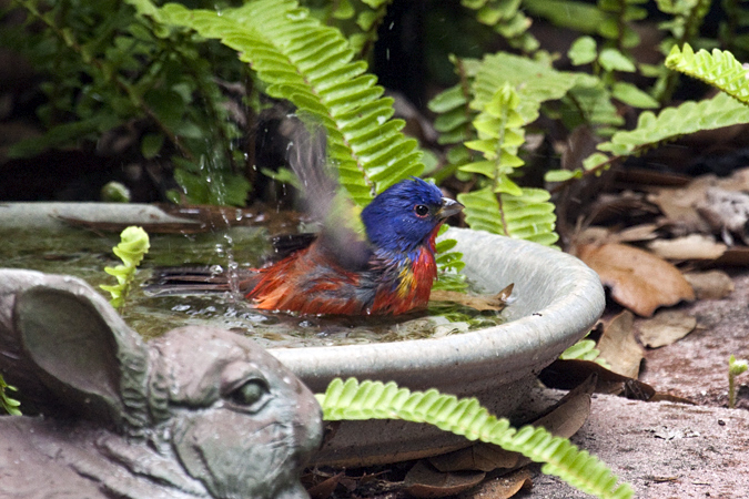 Male Painted Bunting, Jacksonville, Florida