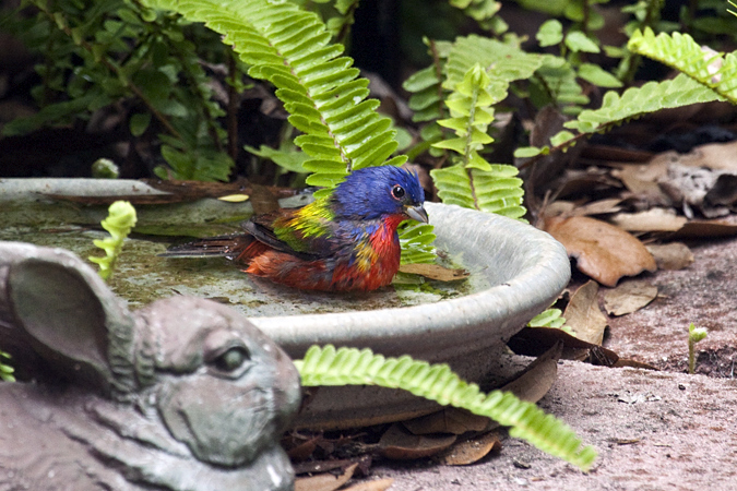 Male Painted Bunting, Jacksonville, Florida