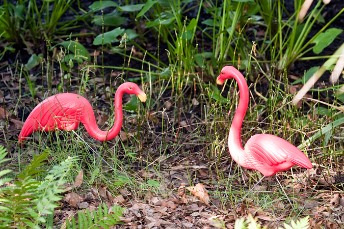 Florida Pink Flamingo, Jacksonville, Florida