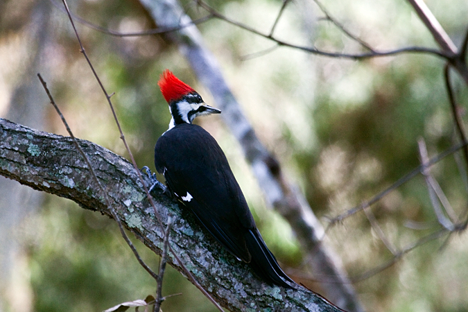 Female Pileated Woodpecker, Jacksonville, Florida