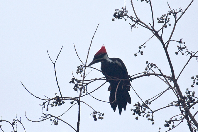 Female Pileated Woodpecker, Jacksonville, Florida