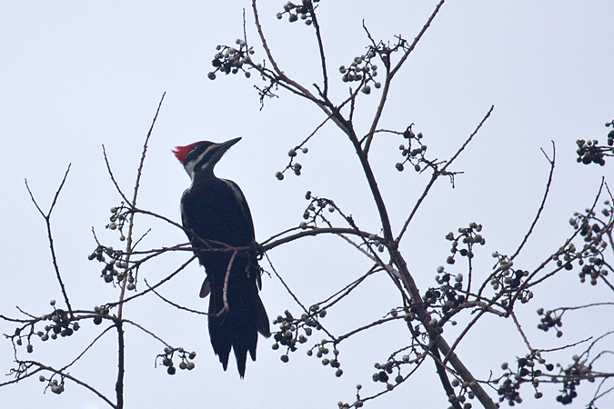 Female Pileated Woodpecker, Jacksonville, Florida