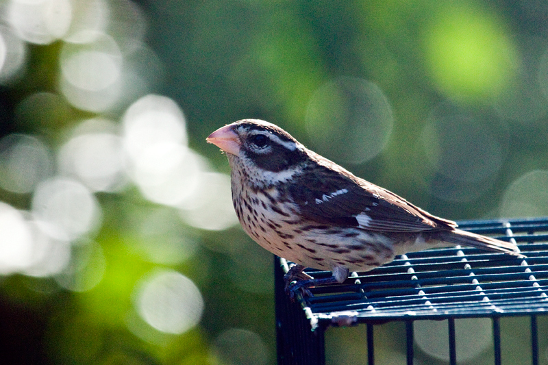 Female Rose-breasted Grosbeak, Jacksonville, Florida