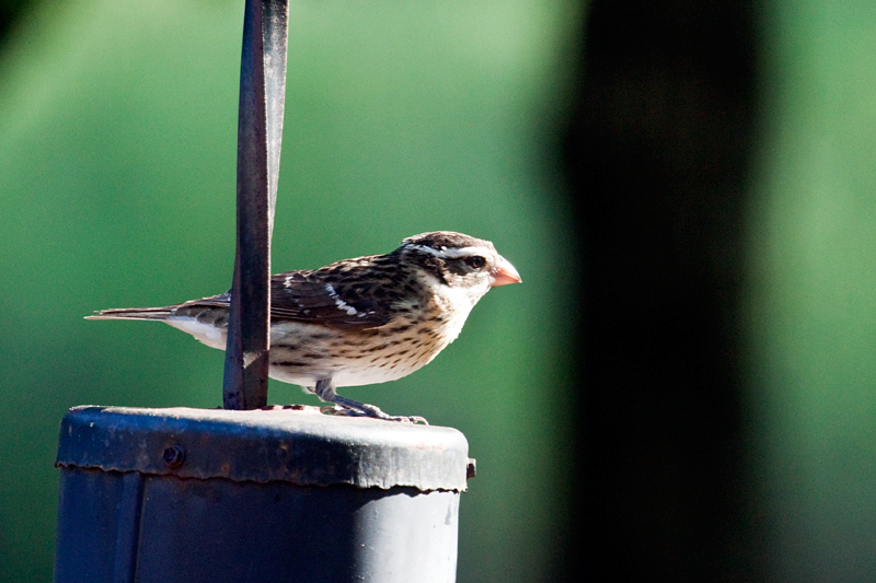 Female Rose-breasted Grosbeak, Jacksonville, Florida