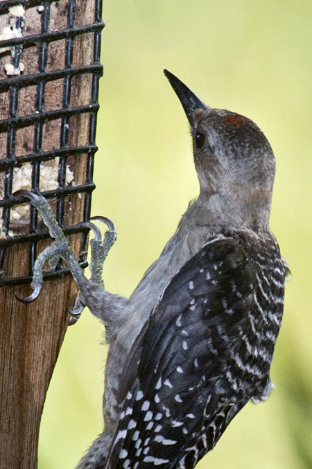 Juvenile Red-bellied Woodpecker, Jacksonville, Florida