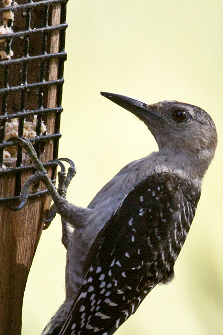 Juvenile Red-bellied Woodpecker, Jacksonville, Florida